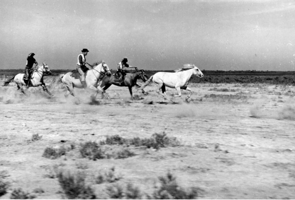 Crin Blanc 7 Lamorisse