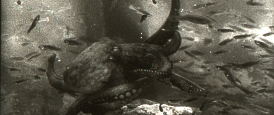 Fantasia sottomarina Roberto Rossellini 1