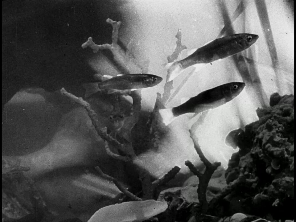 Fantasia sottomarina Roberto Rossellini 2