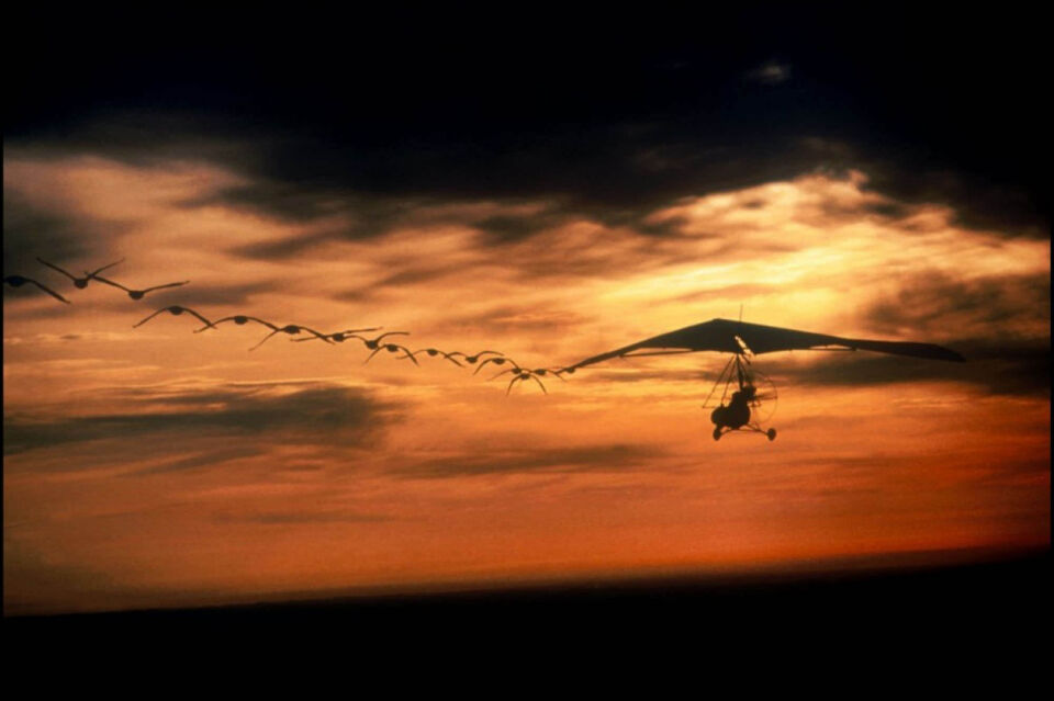 Fly away home 2 0