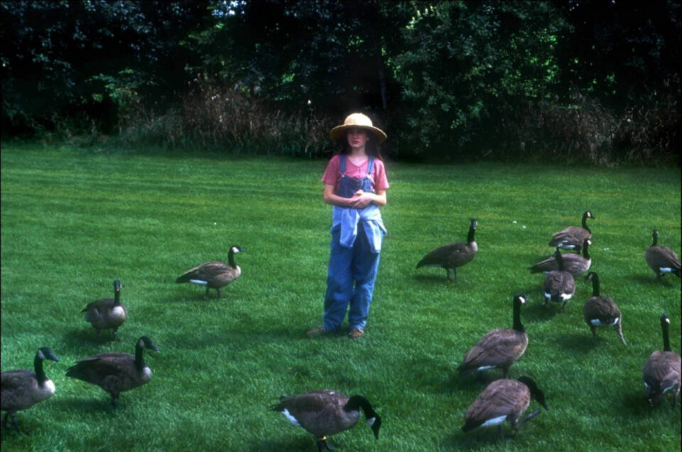 Fly away home 2 4