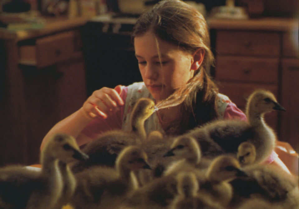 Fly away home 2 6