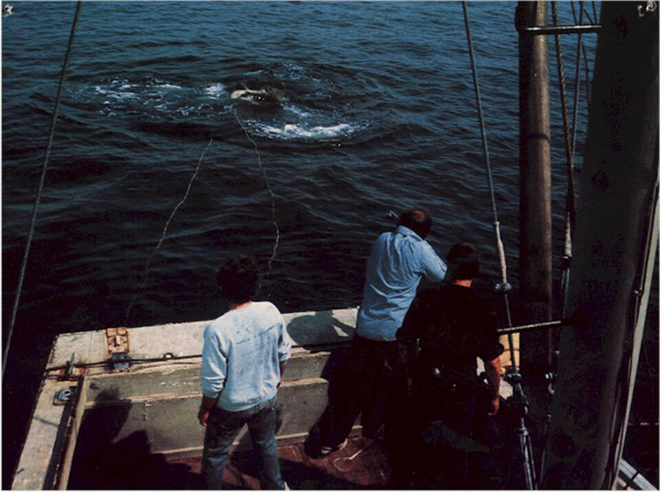 Jaws 19