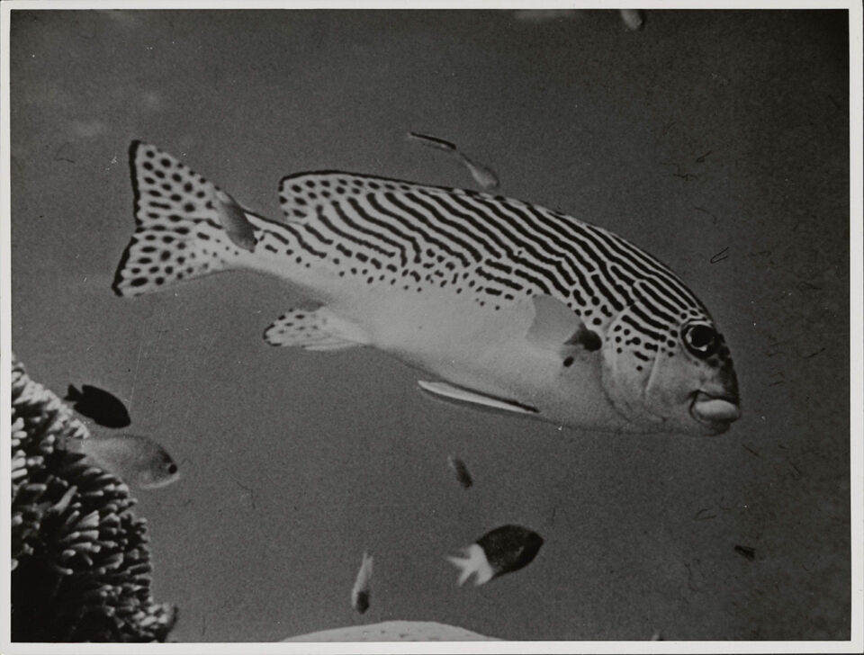 GRANDE BARRIERE DE CORAIL LA 40 De Mevius Dubuisson Levie copy