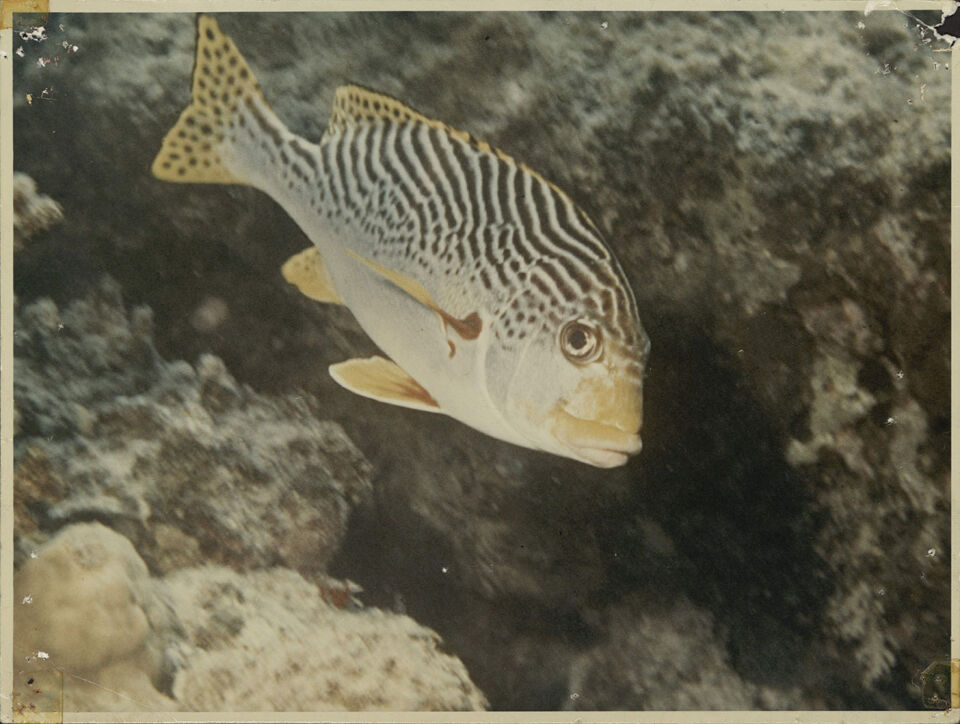 GRANDE BARRIERE DE CORAIL LA 13 De Mevius Dubuisson Levie copy