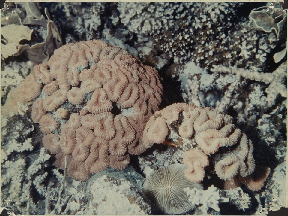 GRANDE BARRIERE DE CORAIL LA 14 De Mevius Dubuisson Levie copy