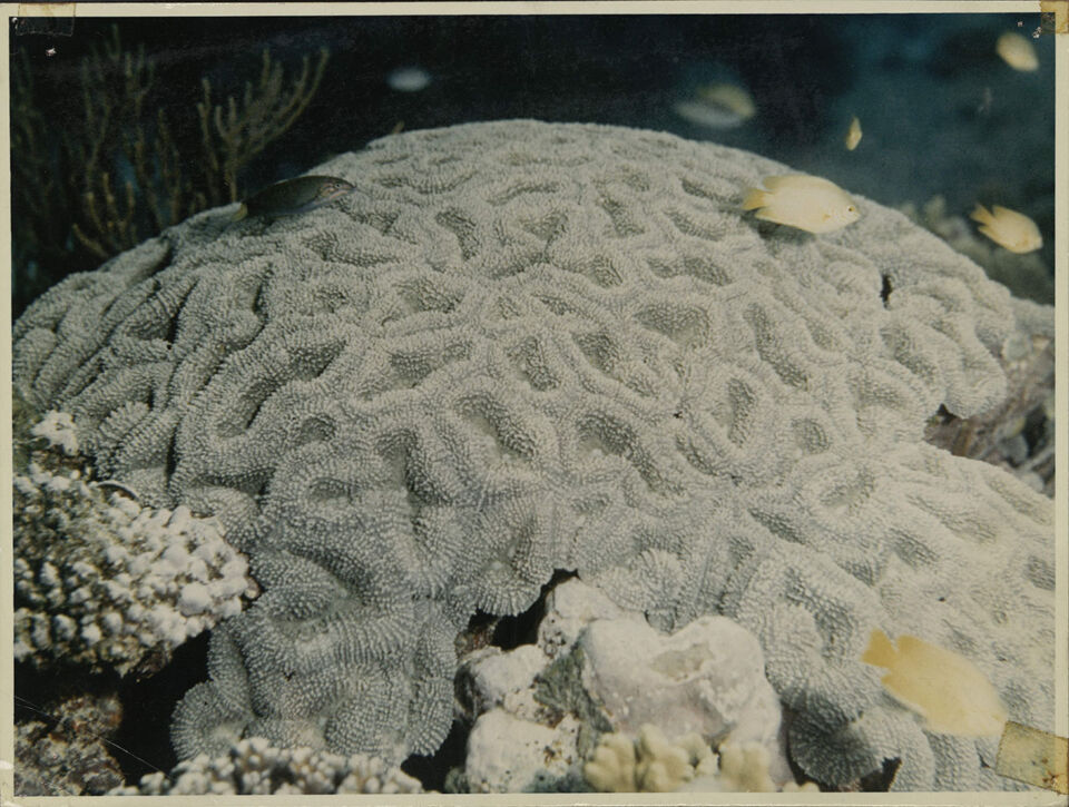 GRANDE BARRIERE DE CORAIL LA 16 De Mevius Dubuisson Levie copy