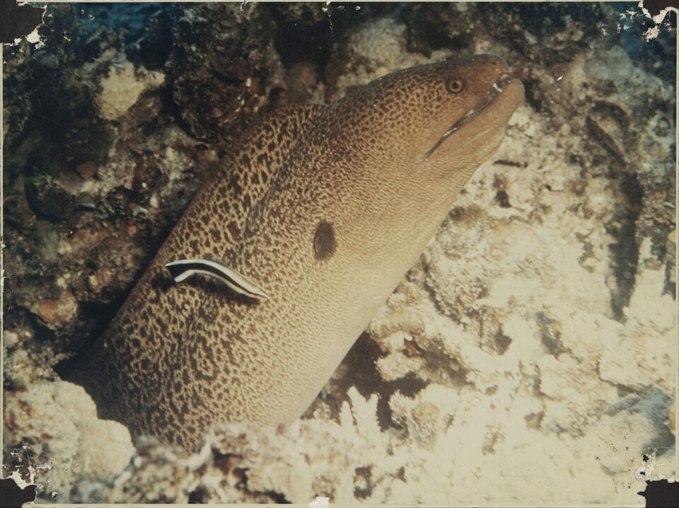 GRANDE BARRIERE DE CORAIL LA 18 De Mevius Dubuisson Levie copy