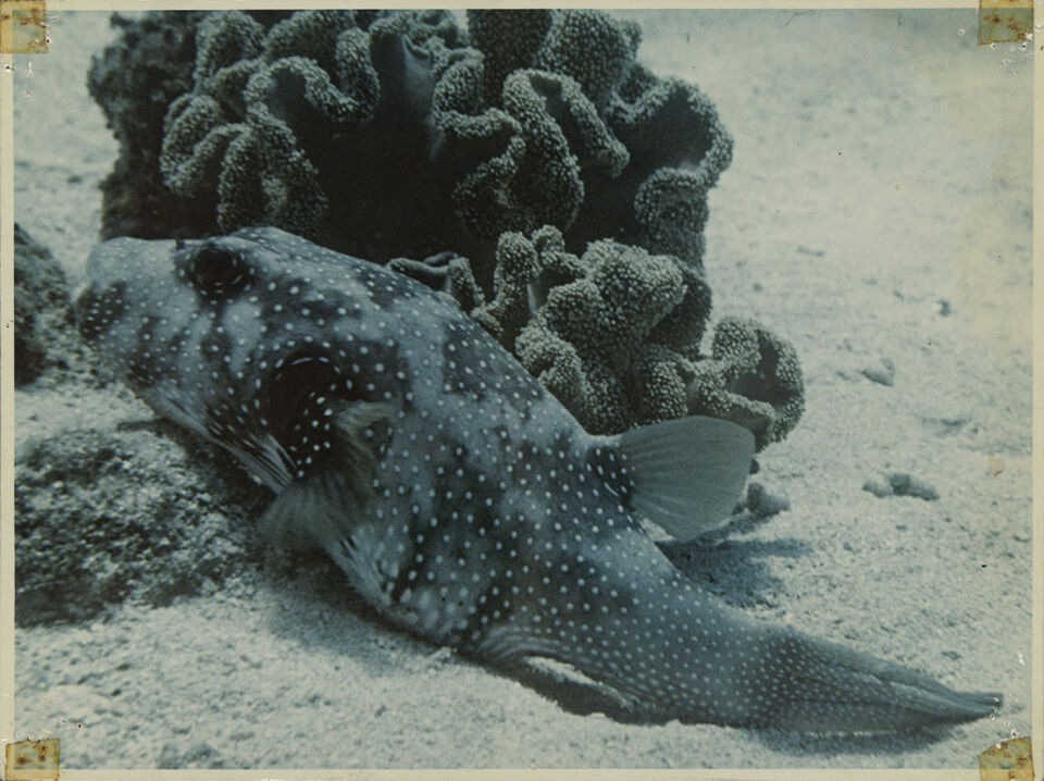 GRANDE BARRIERE DE CORAIL LA 20 De Mevius Dubuisson Levie copy