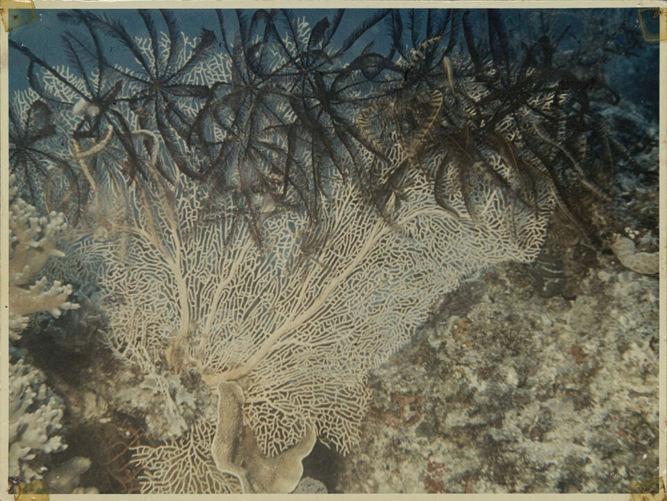 GRANDE BARRIERE DE CORAIL LA 21 De Mevius Dubuisson Levie copy