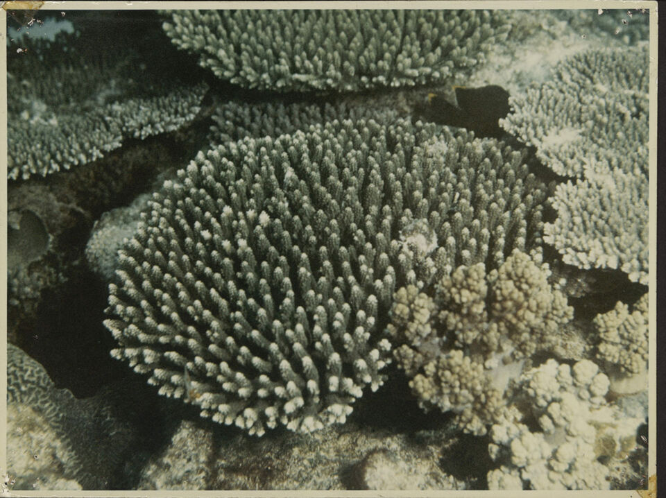 GRANDE BARRIERE DE CORAIL LA 23 De Mevius Dubuisson Levie copy