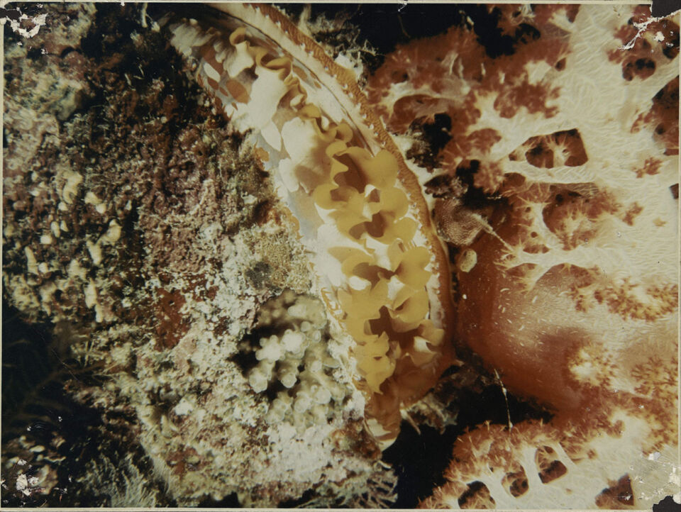 GRANDE BARRIERE DE CORAIL LA 26 De Mevius Dubuisson Levie copy