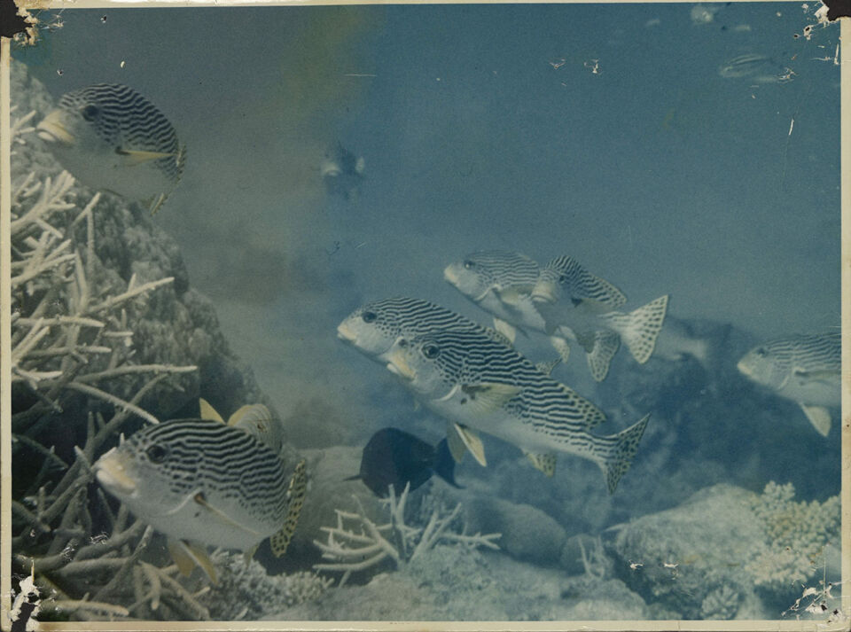 GRANDE BARRIERE DE CORAIL LA 27 De Mevius Dubuisson Levie copy
