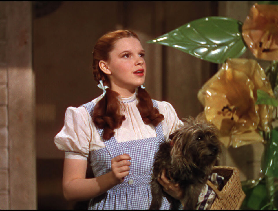 The wizard of oz 16